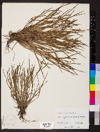 Sisyrinchium pruinosum image