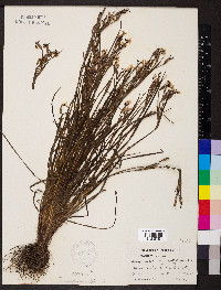 Sisyrinchium sagittiferum image