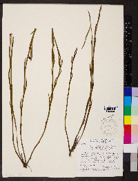 Sisyrinchium vaginatum image