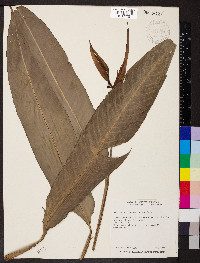 Heliconia subulata image