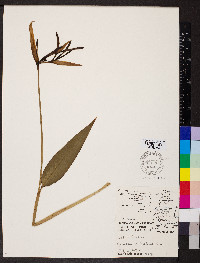 Heliconia subulata image