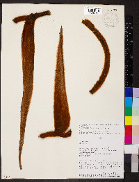 Heliconia vellerigera image
