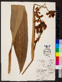 Alpinia nutans image