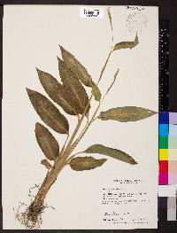 Maranta arundinacea image