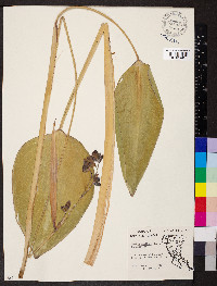 Thalia dealbata image