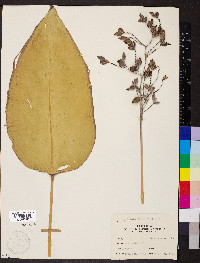 Thalia dealbata image