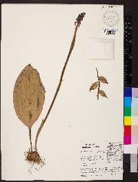 Aplectrum hyemale image