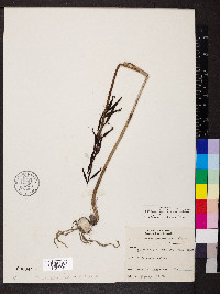 Aplectrum hyemale image