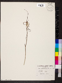 Caladenia filamentosa image