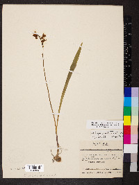 Calopogon tuberosus var. tuberosus image