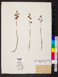 Calopogon multiflorus image