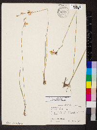 Calopogon pallidus image