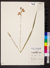 Calopogon tuberosus var. tuberosus image