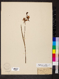 Calopogon tuberosus image