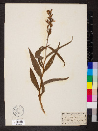 Cephalanthera ensifolia image