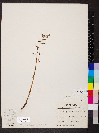 Corallorhiza wisteriana image