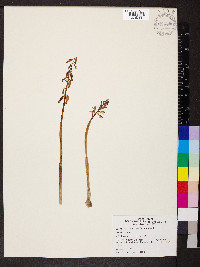 Corallorhiza wisteriana image