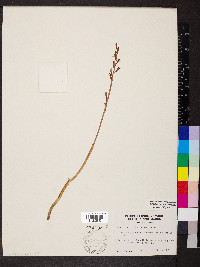 Corallorhiza wisteriana image