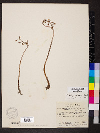 Corallorhiza wisteriana image