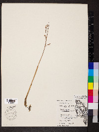 Corallorhiza wisteriana image