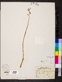 Corallorhiza wisteriana image