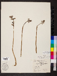 Corallorhiza wisteriana image