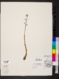 Corallorhiza wisteriana image