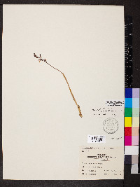 Corallorhiza wisteriana image