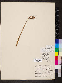 Corallorhiza wisteriana image