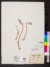 Corallorhiza wisteriana image