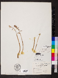 Corallorhiza wisteriana image