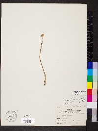 Corallorhiza odontorhiza image