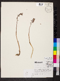 Corallorhiza wisteriana image