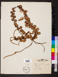 Pyrrosia piloselloides image