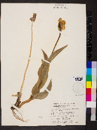 Cypripedium passerinum image