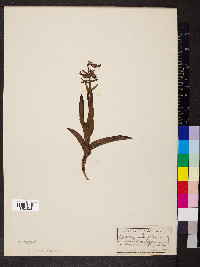 Epipactis helleborine image