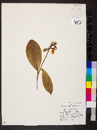 Galearis spectabilis image