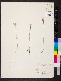 Glossodia major image