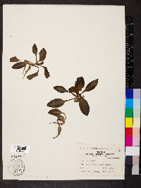 Goodyera pubescens image