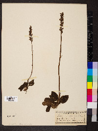 Goodyera pubescens image