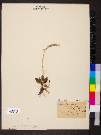 Goodyera repens image