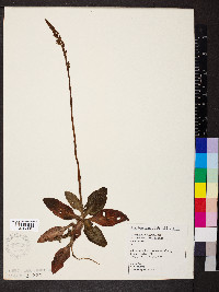 Goodyera oblongifolia image