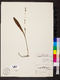 Platanthera clavellata image