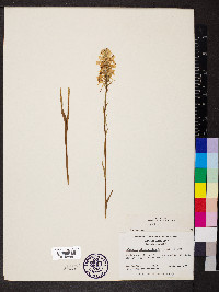 Platanthera blephariglottis image