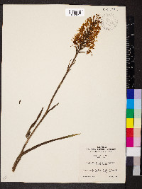 Platanthera ciliaris image