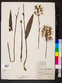 Platanthera ciliaris image