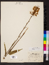 Platanthera ciliaris image