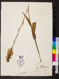 Platanthera ciliaris image