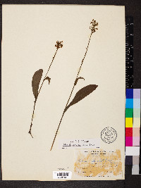 Platanthera clavellata image