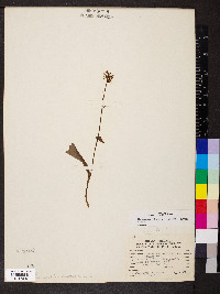 Platanthera clavellata image